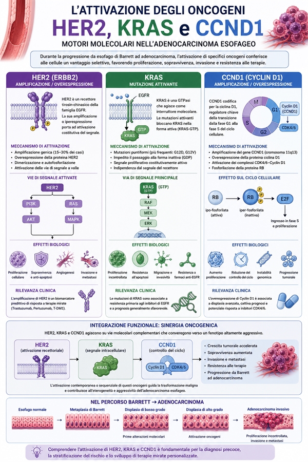 L'attivazione degli oncogeni HER2, KRAS e CCND1 nell'esofago di Barrett